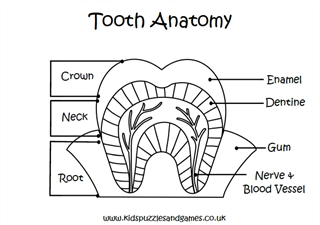 dental anatomy coloring pages