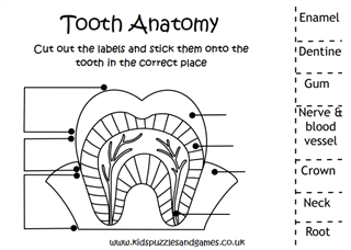 dental anatomy coloring pages